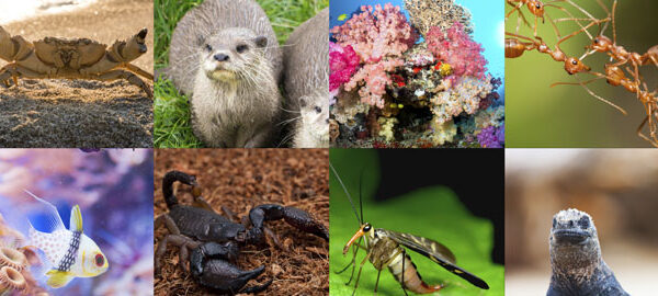 09_diversidade 09_diversidade