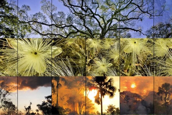 Cerrado-–-Uma-Janela-para-o-Planeta-04 Cerrado-–-Uma-Janela-para-o-Planeta-04