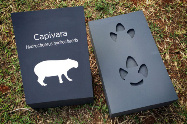 Cerrado-–-Uma-Janela-para-o-Planeta-11 Cerrado-–-Uma-Janela-para-o-Planeta-11